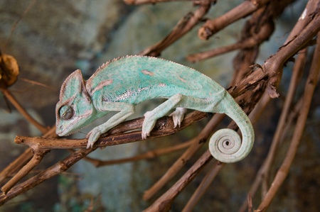 Chameleon is sleeping sitting on the branch in terrariumの写真素材
