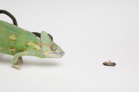Chameleon is sitting on the branch on white background and hunting the cockroachの写真素材