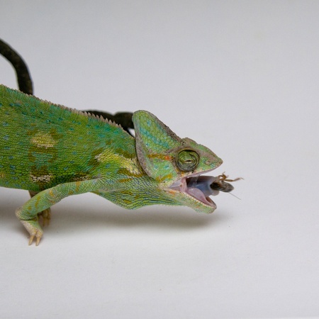 Chameleon is sitting on the branch on white background and hunting the cockroachの写真素材