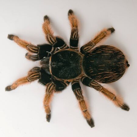 Mexican Red-kneed Tarantula closeup against white backgroundの写真素材
