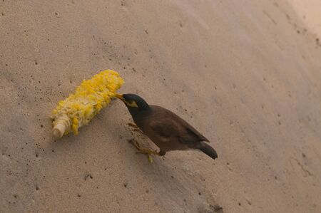 Small bird is eating the corn on the beachの写真素材