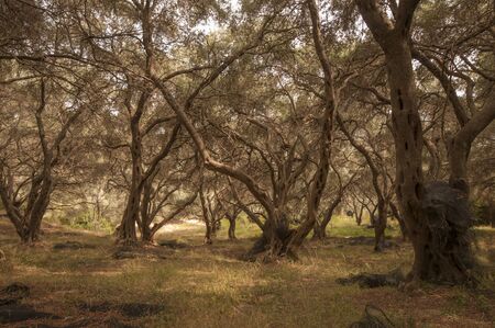 Olive tree forest on Corfu island, Greeceの写真素材