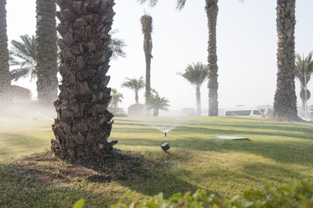 Irrigation process of green lawn and palms near the hotelの写真素材