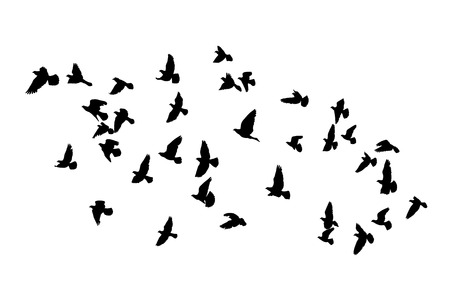 Vector silhouettes of flying birds, isolated black outlineのイラスト素材