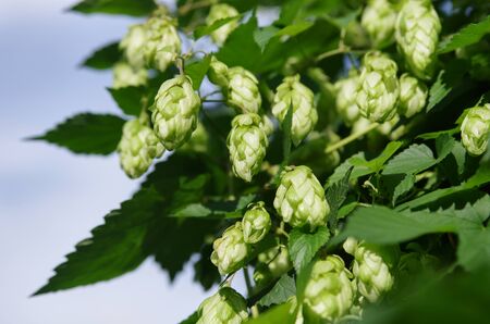 Wild green hops (Humulus lupulus) in a forest near Kyiv, Ukraine. Closeup shot against blue skyの写真素材