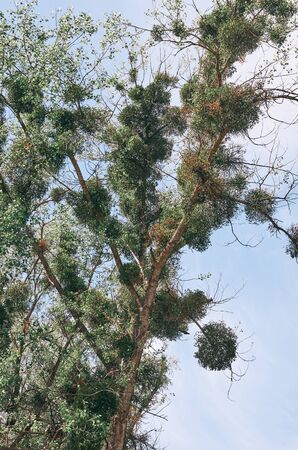 Poplar tree (Populus) with extensive mistletoe (Viscum album) overgrowth. Week dying tree with very...