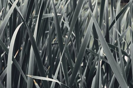 Cattail (typha) leaf blades. Processed for moody monochrome and cold dark tones. Closeup shotの写真素材