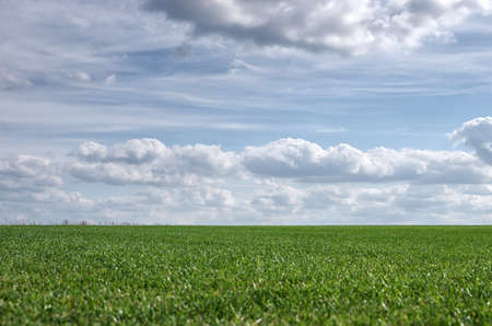 Beautiful green field with clear horizon line and cloudy sky