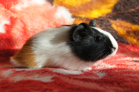 Guinea pig sitting on the blanket