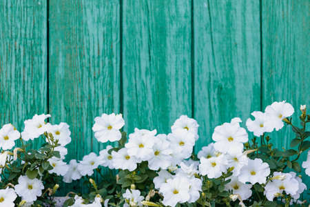 Many white flowers grow on the background of vertical boards painted in green.の写真素材