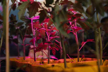 Seedlings. Lighting from phytolamp. Tomato bushes in the rays of an ultraviolet lamp.の写真素材