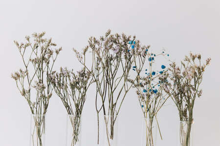 A lot of tiny dried wildflowers in glass flasks on a white background.の写真素材