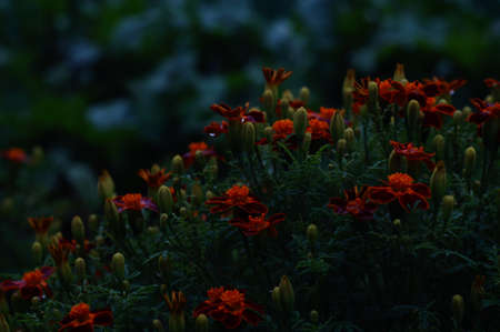 Tagetes patula. French marigold. Many flowers in orange and brown colors. Photo in dark colors.の写真素材