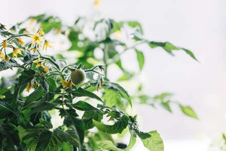 Green tomato. A small tomato fruit on a bush. Yellow inflorescences on seedlings.の写真素材