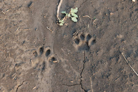 Cat's paw imprint on wet ground.の写真素材