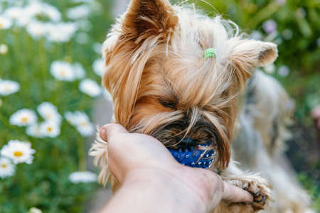 Yorkshire Terrier. A cute tiny dog plays with a blue ball that a man holds in his hand.の写真素材