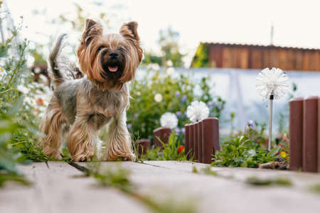 Yorkshire Terrier. A cute tiny dog stands on a wooden sidewalk.の写真素材