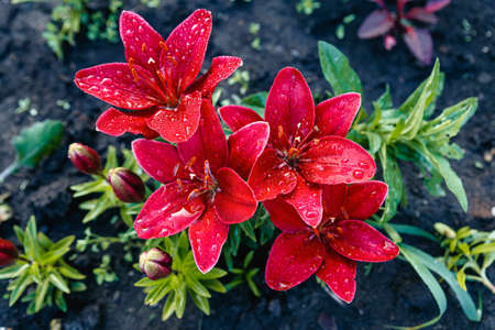Red lilies. Flowers are covered with large drops of water after rain.