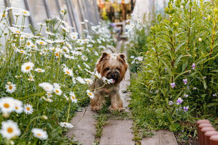 Yorkshire Terrier. A cute tiny dog runs along a wooden sidewalk among daisies.