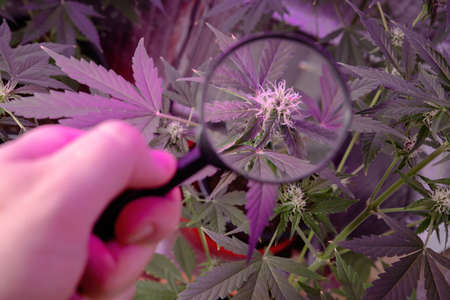 Cannabis inflorescence under a magnifying glass.