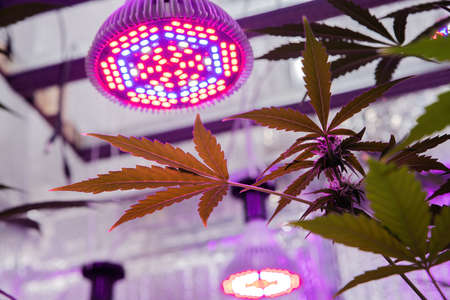 Bottom view of the hemp bush and the UV LED lamp.の写真素材