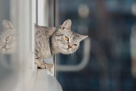 A black and white tabby cat stands with its front paws at the edge of the window and looks out into...