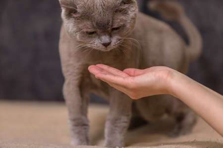The owner held out his hand to the pet. The cat looks at the palm.