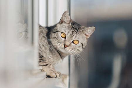 A black and white tabby cat stands with its front paws at the edge of the window and looks out into the street in bright sunny weather.の写真素材