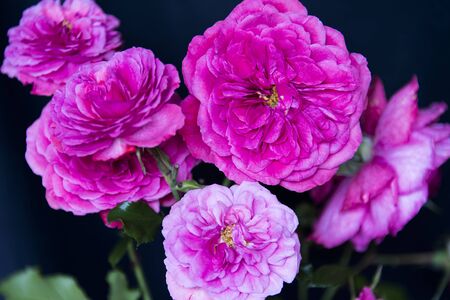 Bunch of pink roses