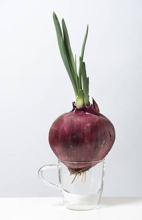 Onion sprouted in a glass mugの写真素材