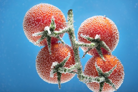 Tomatoes on a branch on a blue background with air bubblesの写真素材