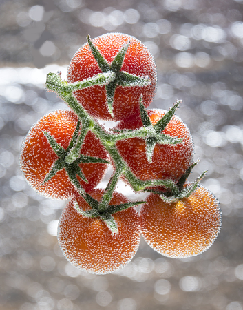 Tomatoes top view on a branch on a silver background with air bubblesの写真素材
