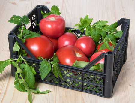 Red tomatoes in a box with tomato leaves on a wooden backgroundの写真素材