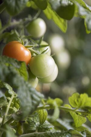 The beginning of tomato ripeningの写真素材