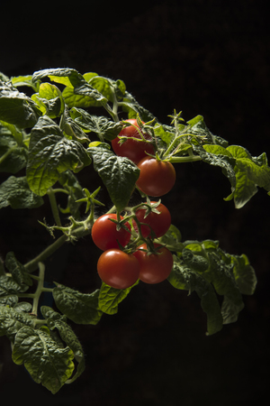 Growing the tomatoes. Ripe tomatoes in the vegetable garden.の写真素材