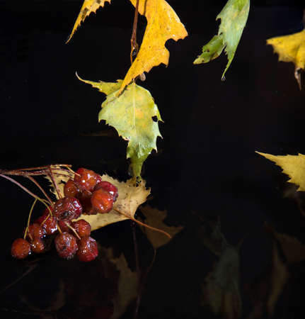 The last leaves of the birch on the branchesの写真素材