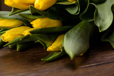 Spring tulips flower on a wooden background close upの写真素材