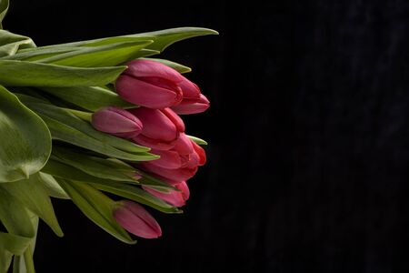 Spring red tulips flower isolated on black background close upの写真素材