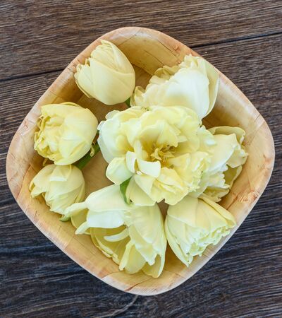 Buds of spring tulips in a wooden bowlの写真素材