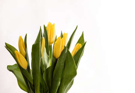 Spring tulips flower isolated on white background close upの写真素材