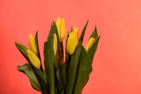 Spring tulips flower isolated on a red background close upの写真素材