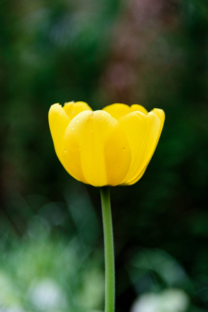 One yellow tulipの写真素材
