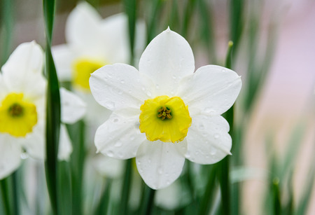 White daffodil with dew dropsの写真素材