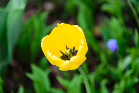 Stamens inside the yellow tulipの写真素材