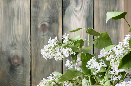 White lilac at an old fenceの写真素材