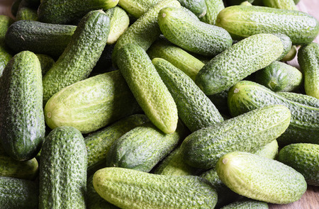 The harvest of fresh cucumbersの写真素材