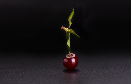 Ripe sweet cherries with cherry leaf
