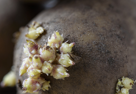 Group of new sprouts on old potato close upの写真素材