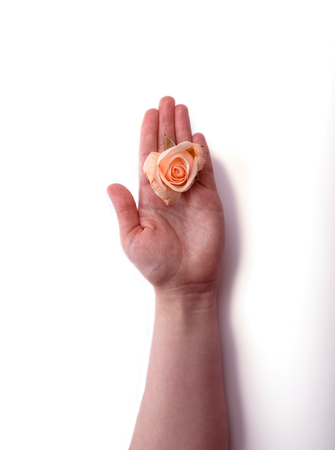 Rose on woman hand isolated on white backgroundの写真素材
