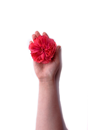 Red rose bud in womans hand isolated on white backgroundの写真素材